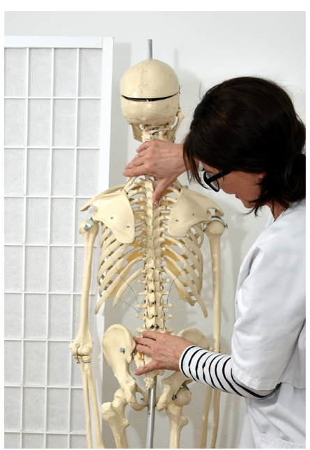 Osteopathie Skelett